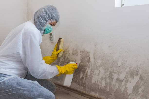 Best Crawl Space Mold Remediation  in Harlem, GA