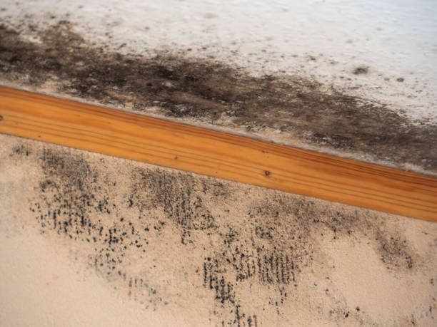 Dehumidification Services in Harlem, GA