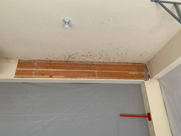 Professional Mold Removal in Harlem, GA