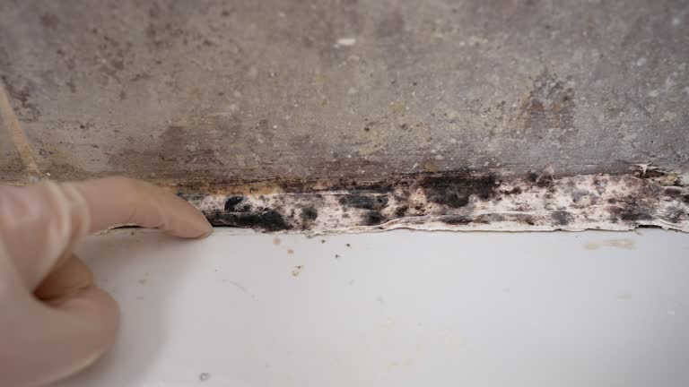 Best Mold Removal for HVAC Installations  in Harlem, GA