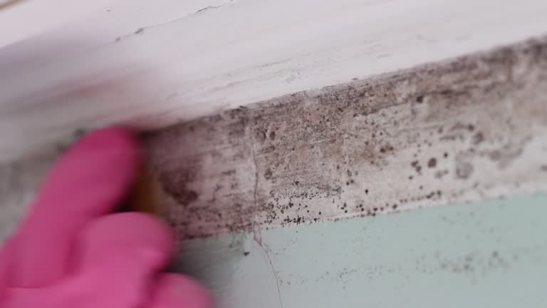 Best Mold Remediation for Healthcare Facilities  in Harlem, GA